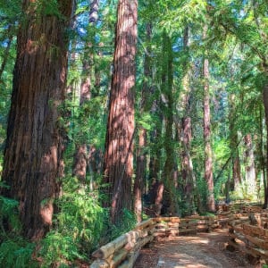 Morning Walk Through a Redwood Forest