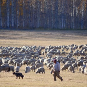 Sheep Herder by Lewis Jackson