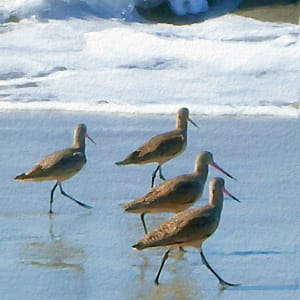 Shorebirds