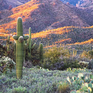 Sonoran Desert Sunset by Lewis Jackson