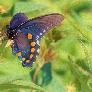 Spicebush Swallowtail