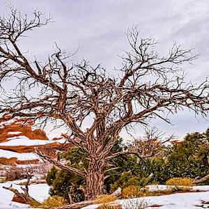 Ancient Tree in Winterr by Lewis Jackson