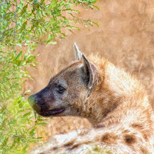 Young Hyena by Lewis Jackson
