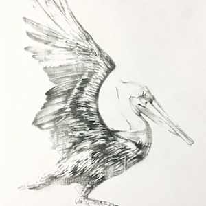 Pelican Drawing #3 by scott ewen, Image 1.
