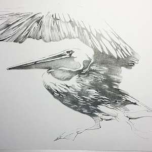 Pelican Drawing #1 by scott ewen, Image 1.