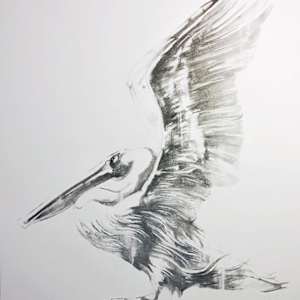Pelican Drawing #2 by scott ewen, Image 1.