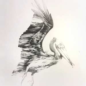 Pelican Drawing #4 by scott ewen, Image 1.