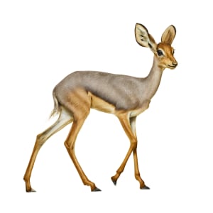 Beira Antelope 19 by Andrew Zuckerman