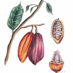 Cocoa Deconstructed by Paige Mills, Image 1.
