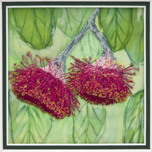 Flowering Gum 