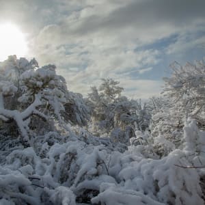 Sun Glow behind Snow Covered Cacti by BG Boyd