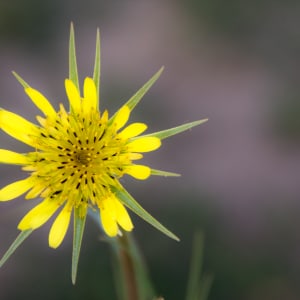 Yellow Salsify, Crested Butte, CO by Kathy Krucker