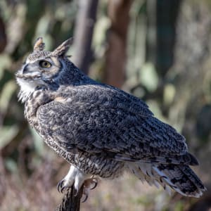 Great Horned Owl by Christopher Wesselman