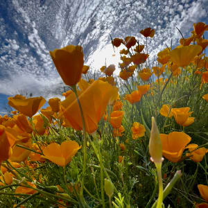 Poppin' Poppies by Enrique Aldana