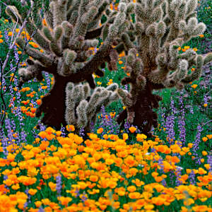 Beauty and the Beast by Howard Paley