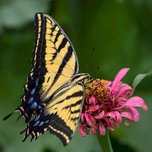 Zinnia Serenade by Rhonda Royse