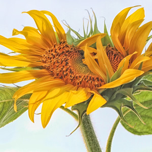 Sunflower 5275 by Kathy Shogren