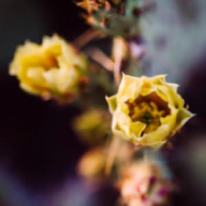 Cactus Flower by Kristin Bendigo