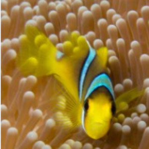 Hello There! (Clarks Anemonefish, Fiji) by Matt Offerdahl