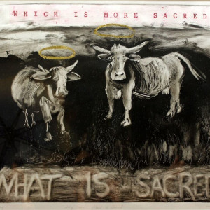 Holy Cows: What is Sacred by Christina McNearney
