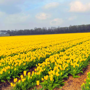 KH Bloembollen Tulip Fields, Tuitjenhorn, Netherlands by Roseann Milano