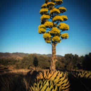 Haloed Agave by Bill Steen