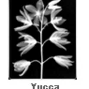 Yucca Flowers by Dr. André J. Bruwer