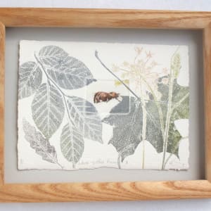 White Spotted Pinion moth I
