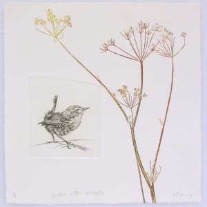 Wren with Umbels