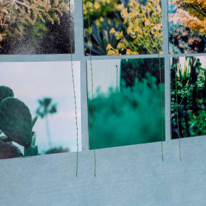 Blue Scroll Botanic Ombre Succulents 