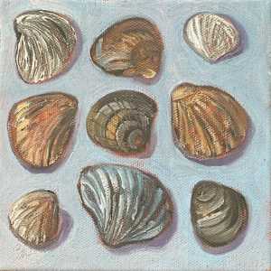 Shell Collection by Emily Eve Weinstein, Image 1.
