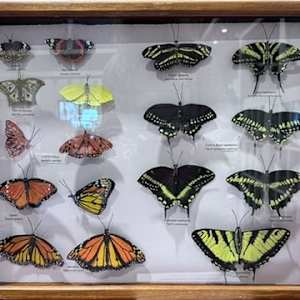 Collections with Conscience by Angelia Wilson, Image 1.