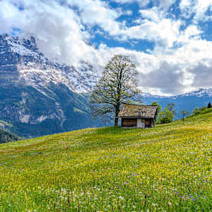 Bliss by Paul Nguyen