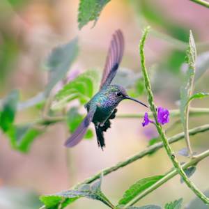 Amazonian Hummingbird by Samir Ashfaq, MD