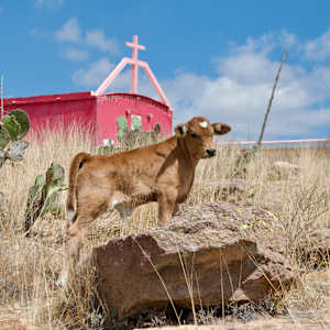 Holy Cow by Alexis Avilez