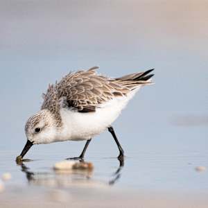 A Hardworking Sanderling by Edwin Alfonso