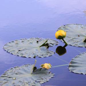 Nymph Lake by Hailee Burger, RN