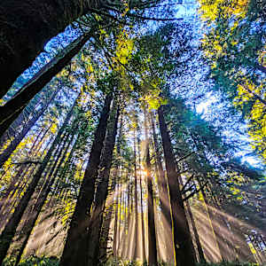 Dancing Light by Jaimie Chavers