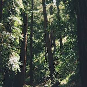 The Forest Floor (Film) by Vy Dang, MD