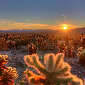 Cholla Cactus Garden Sunrise by Steve Fung, MD