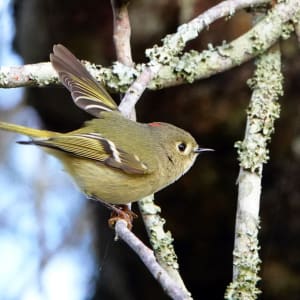 Ruby-crowned kinglet by Lihua Feng