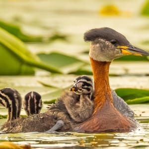 Red-necked Grebe with Chicks by Richard Harris, MD