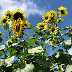 I Spy with My Little Eye by Angela Jakse