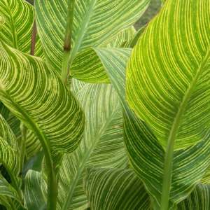 Heart of Thorns by Robin King