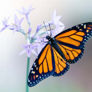 Monarch Butterfly in Pollinator Garden by Paul Cacciapaglia