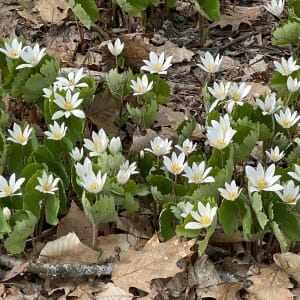 Return of Spring (NH) by Sarah Pletcher, MD, MHCDS