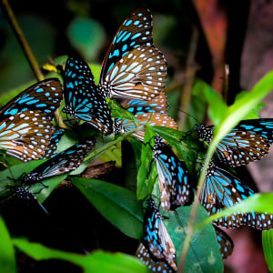 Kaleidoscope-Group of Butterflies by Arun Rejit