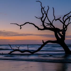 Morning Silhouette by David Reynolds