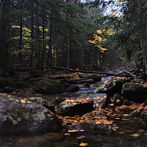 Autumn Gold Coins by Nagendran Tharmalingam