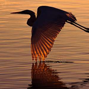 Great Egret at Sunrise by Revanth Vadlamudi
